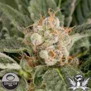 Dinafem Seeds Blue Fruit